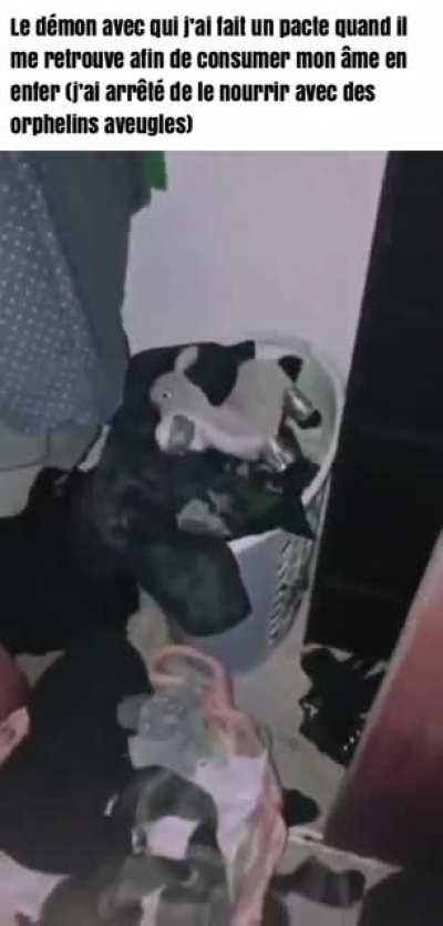 Moi quand le quand le quand le