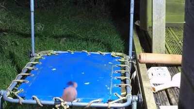 Stoat on a trampoline