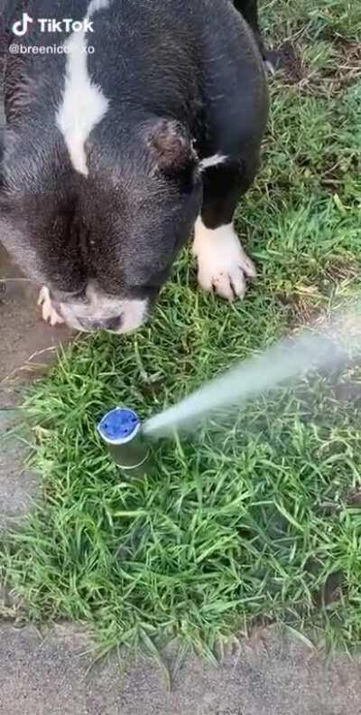 Yep, he’s a fellow hydro homie, Credit to @breenicolexo on TikTok