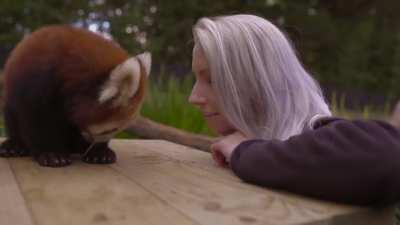 The red panda is an endangered carnivoran with less than 10K mature individuals in the wild spread out between the eastern Himalayas and SW China. Despite its name, the red panda is only distantly related to the giant panda. This red panda is being cared 