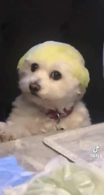 Puppy with a lettuce leaf on his head