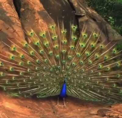 🔥 This peacock is flexing on all the other peacocks.