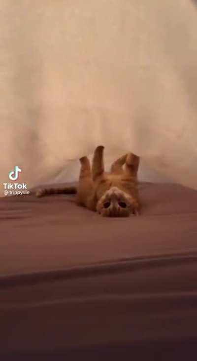 He is the most comfy