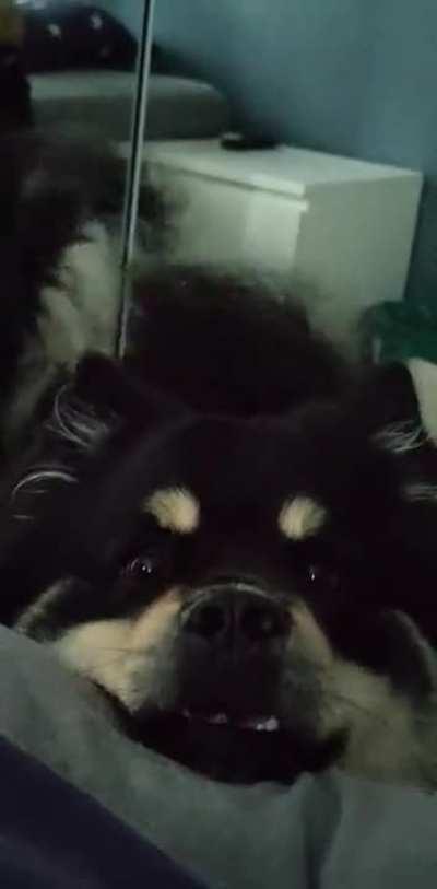 This is how he wake me up everyday! He's adorable