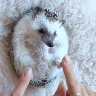 Hedgehog