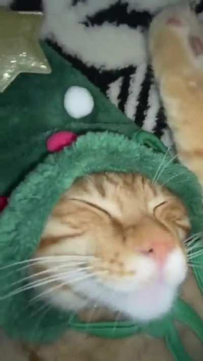 What my niece sends in the family group chat at 2AM