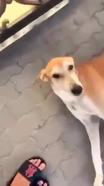 let me provoke this chill dog