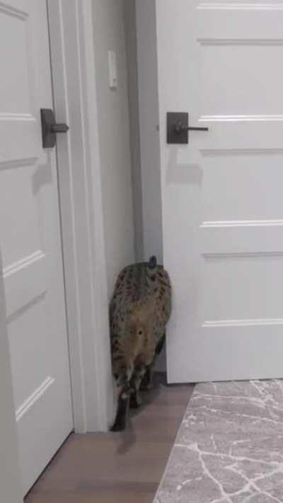 Cat named after Big Chungus made broke a Guinness record.