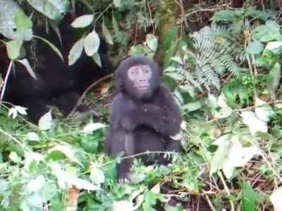 Small monke already showing domiancd