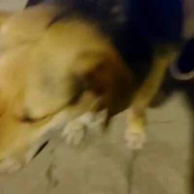 El perro guatón 😎👊