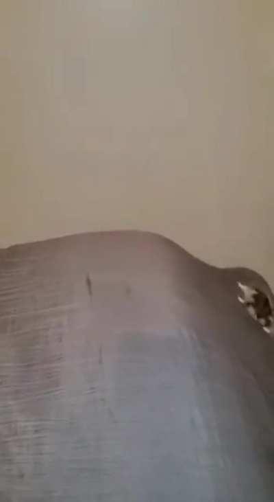 Trying to jump on the table