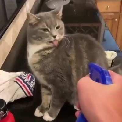 siCK FuCK wATeRBoaRds CAT FoR RefUSIng to gET oFf thE COuntEr