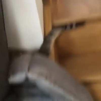 Finding the perfect place to nap