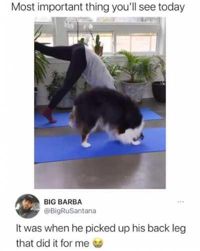 A dog doing some yoga with their owner :)