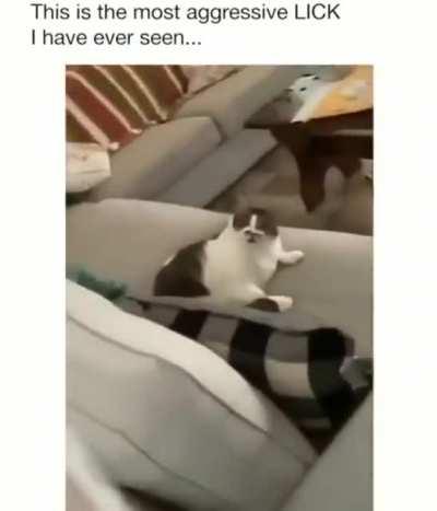 Abrelix Kat: The aggressive Licking tyrant