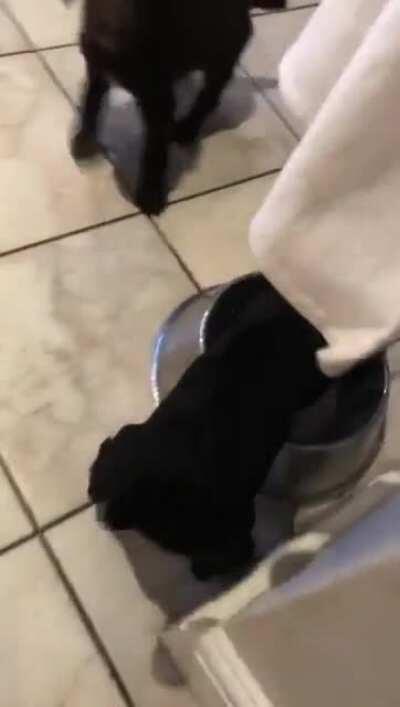 First hint that I’d have a water dog...