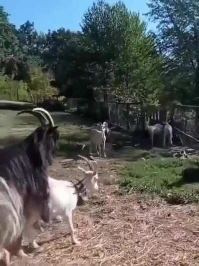 This Goat is a next level hater.
