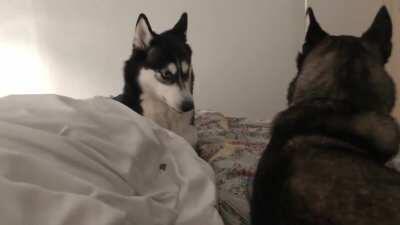 me want play hear me roar