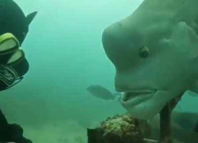 Absolute Micromanger