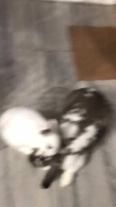 First time cleaning each-other I’m so happy🥲