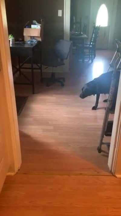 Pup is scared to walk through the doorway, so his brother shows him it’s okay.