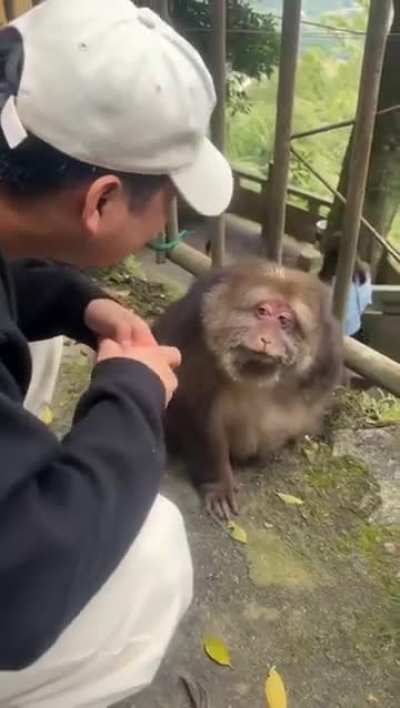 Find someone who looks at you the way this monke looks at the fruit
