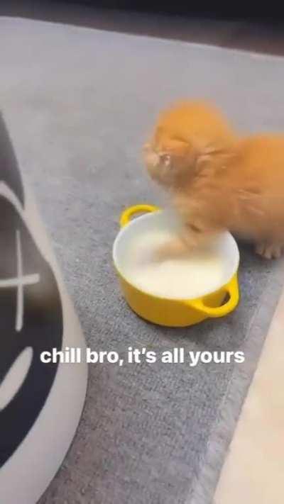 Buddy's on a mission to erase all that milk, afraid of another cat doing it for him.