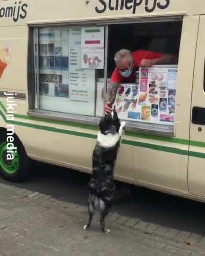 Doggo waiting for the ice cream truck