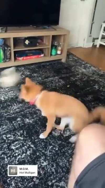 Shiba spin!