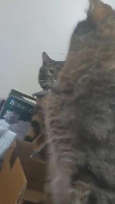 He was sleeping happily until menace mittens decided he was a game