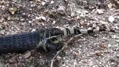 A lizard trying to fight for its life