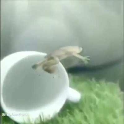 Frog gets fucking abducted and fucking flies into the sky