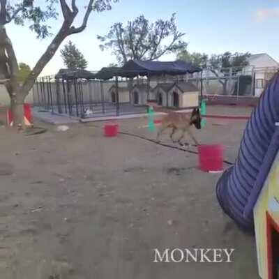 Such a good boy! One of the few times the music enhanced the video, in my opinion.