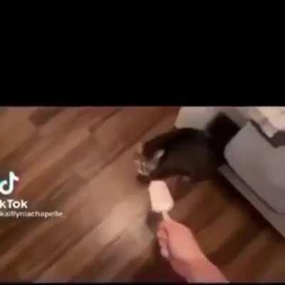 PSA (Public SWAG announcement) for all cat owners