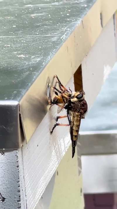 What the hell is feasting on my bee??