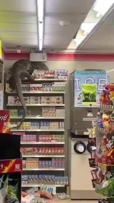 This monitor lizard