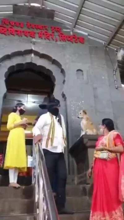 Doggo hi-fives humans outside the temple in India