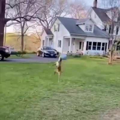 aman allahım zenci köpek 😱