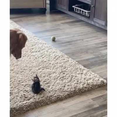 Golden retriever meets kitten for the first time