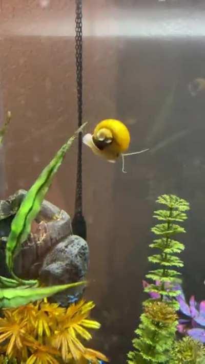 Not sure if this is the right sub for this…but, my snails like to climb as high as they can and parachute back down. They are derpy little creatures for sure
