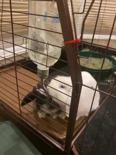 Trying to bond these two bunnies.