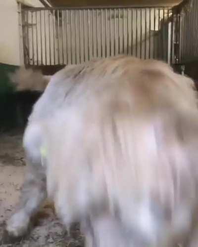 Fluffy Cow is Very Happy to See Their Caretaker...