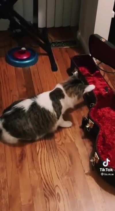 kitty was feeling the music