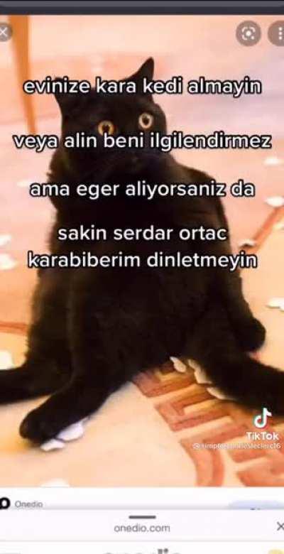 Bencealın gara kediler iidir