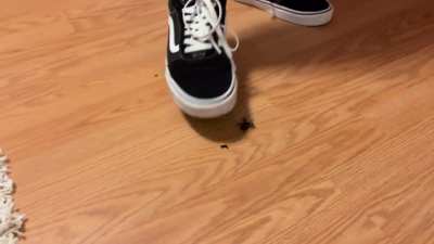 Bumblebee crush in Vans