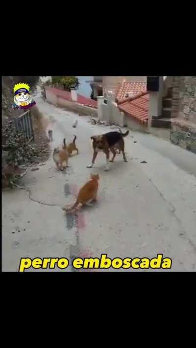 Simplemente conxesumadre