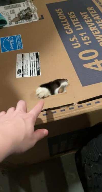 Tapping the paw for a sweet moment