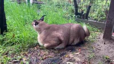 fresh kerrrrrs for everybody