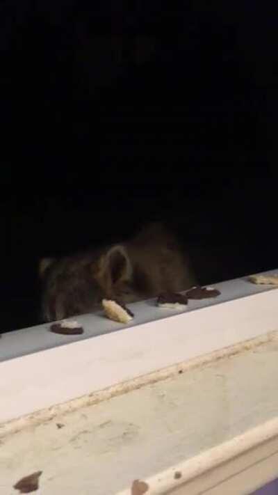 I love how his short ears make him look like a little bear! Sorry for people talking in background