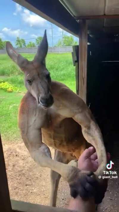 🔥 Kangaroos are ripped 💪🦘💪